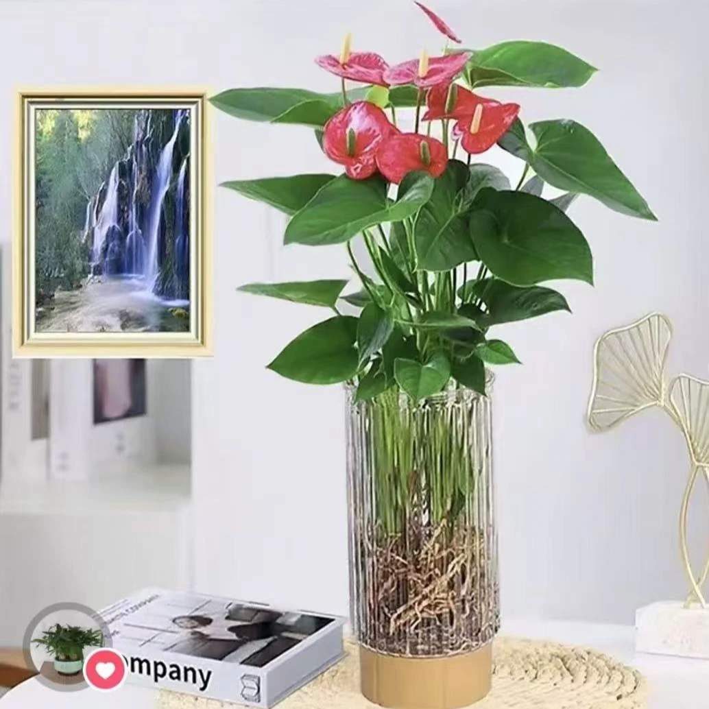 水培红掌盆栽带花鸿运当头一帆风顺四季开花卉绿植物室内好养易活