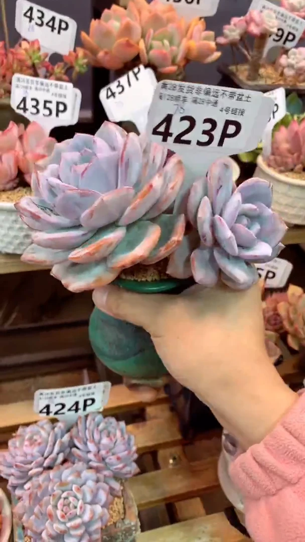 423P  (一物一拍实付满28发货，默认不带盆土）