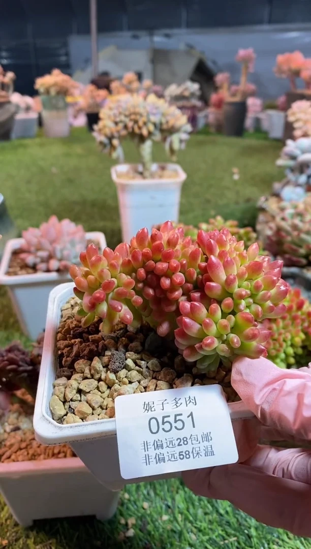 【闪购商品】0551a