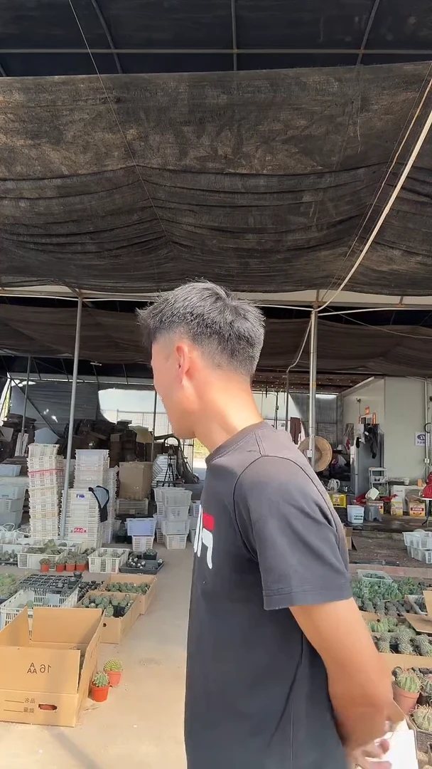 ?***?实生核桃般诺19.99