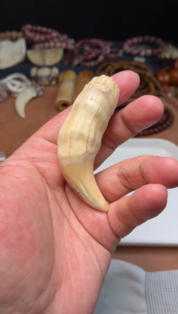 骆驼牙把件一***?杂件187-瑕疵骆驼牙