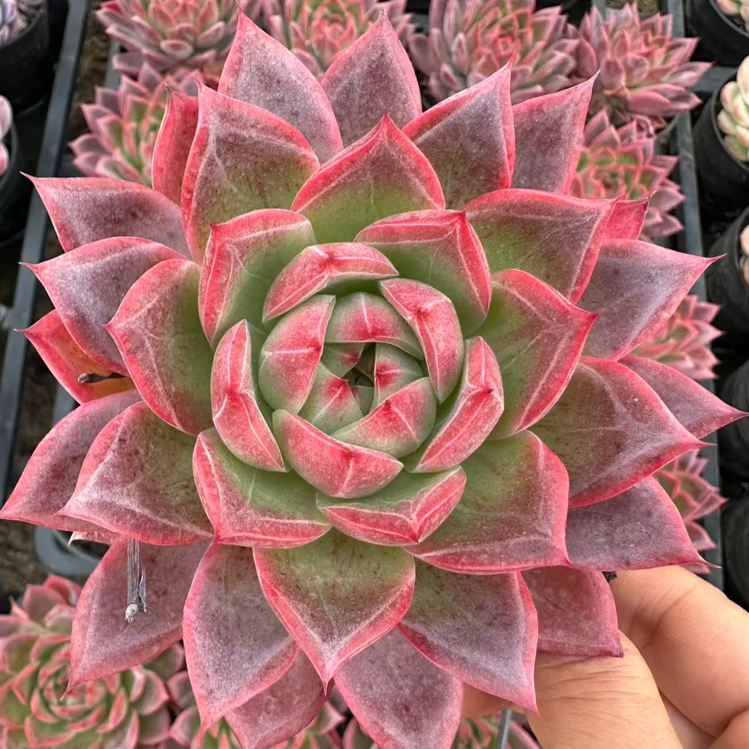 10#星星雨多肉植物        前男友精品多肉SM1165