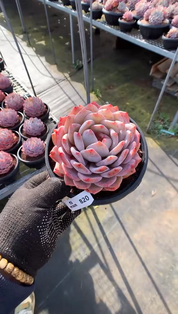 【闪购商品】815梦露一物一拍