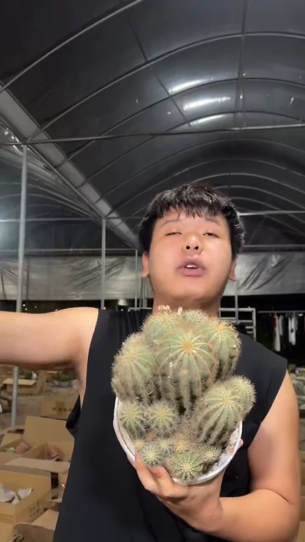 大群生 银冠【带根】