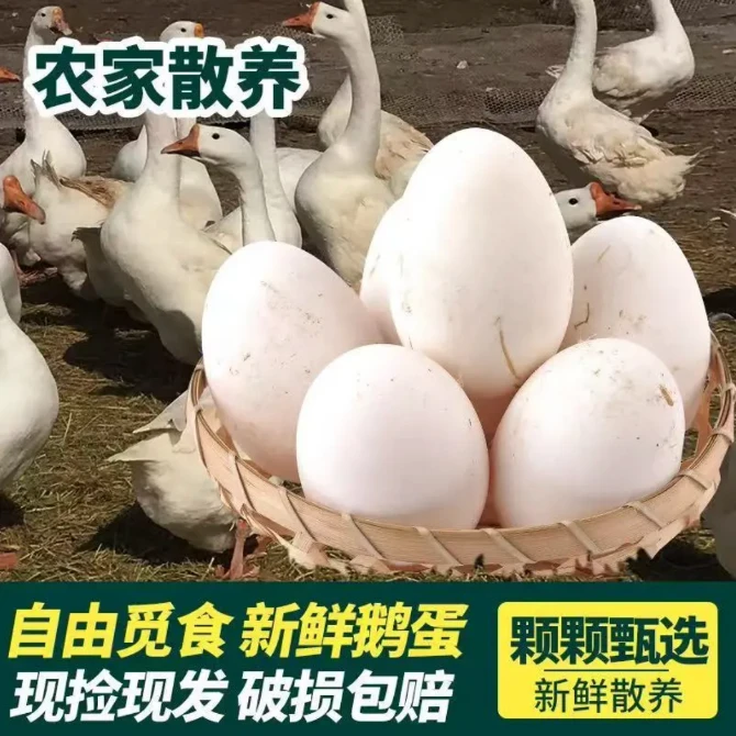 新鲜散养农家林间鹅蛋20个均新鲜土鹅蛋笨鹅蛋坏了包赔现捡现发