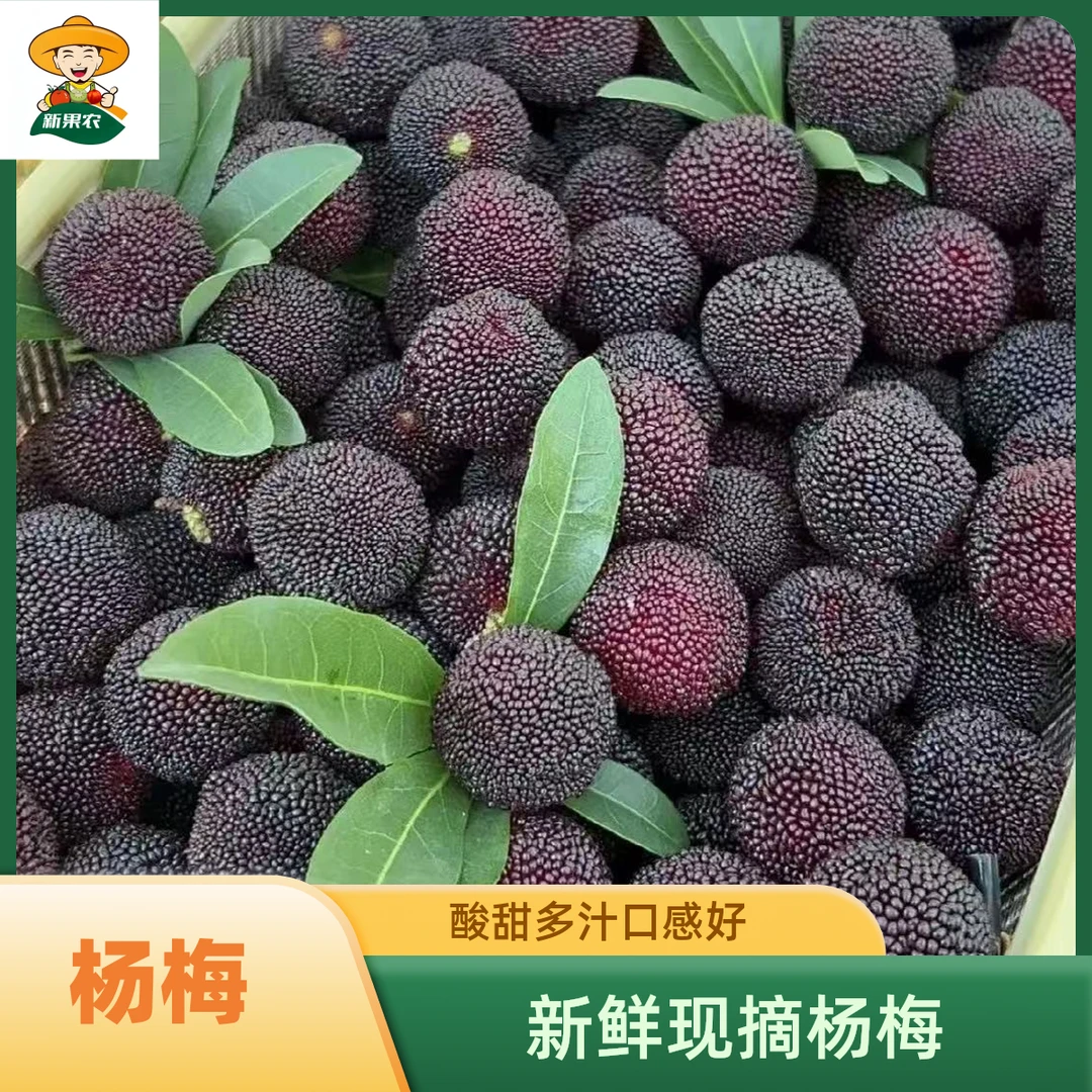 正宗新鲜仙居杨梅现摘杨梅当季时令水果