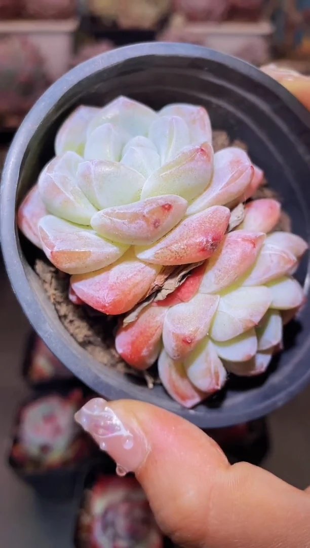 【闪购商品】宝石冰玉双头