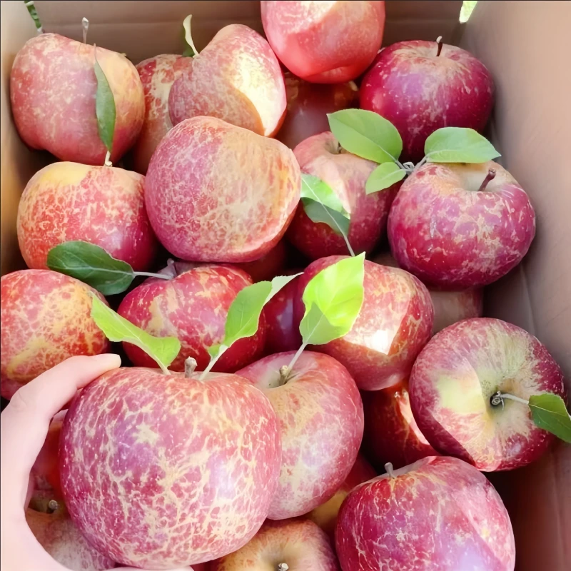 云南昭通糖心丑苹果丑苹果富含维生素C脆甜云南昭通苹果糖心苹果