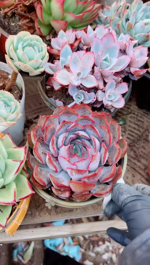 24173多肉植物一物已拍