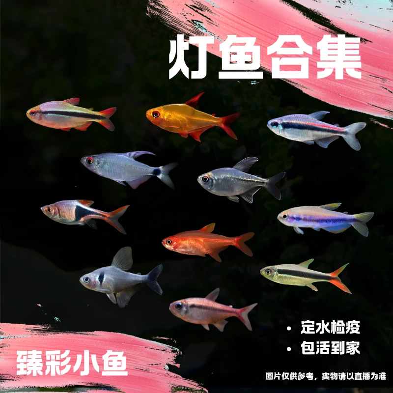 【臻彩小鱼】灯鱼合集