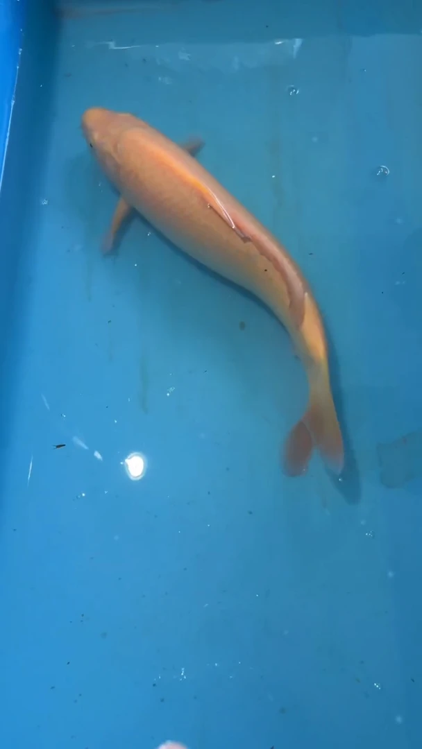 锦鲤太饱锦鲤36cm-45cm不包邮到付