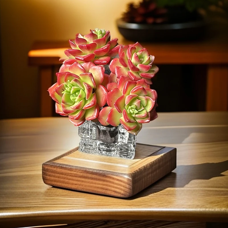 精品无土多肉-红玫瑰蒂亚【所见即所得】呀