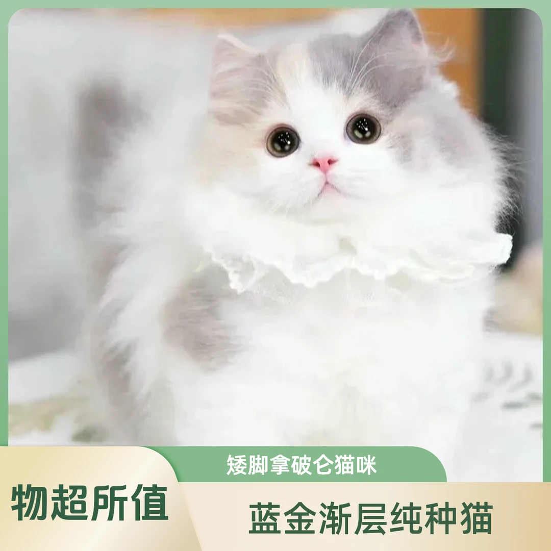 小云—蓝金金渐层矮脚拿破仑曼基康金吉拉纯种活体猫咪包邮到家猫