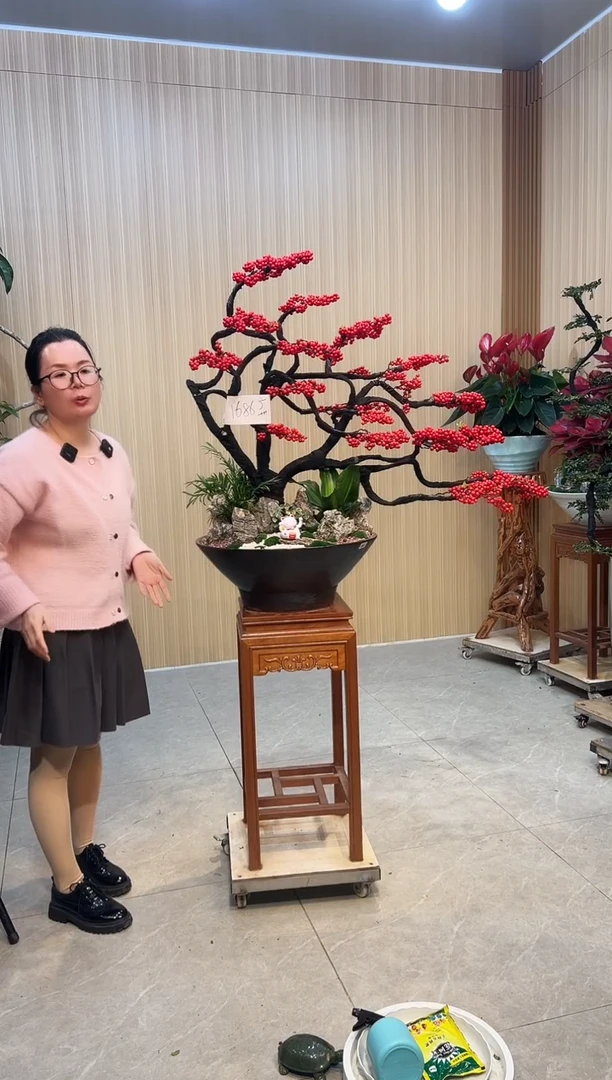 无花朵育*北美冬青北美冬青