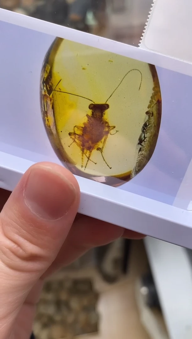 小强精美摆件创意礼物家居配饰新年礼物个人收藏