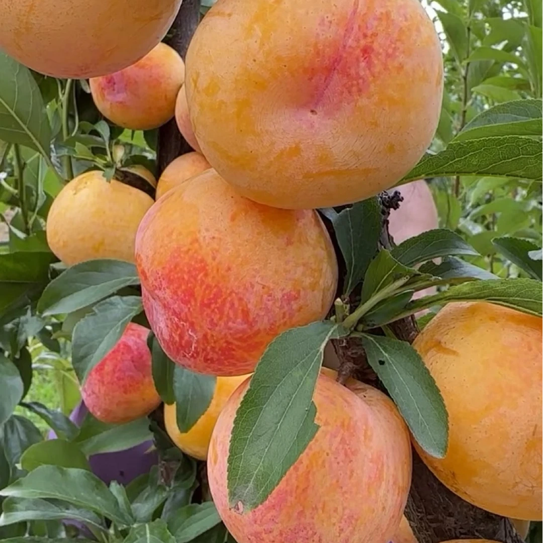 京东发货 新疆国峰七号2年树苗3棵