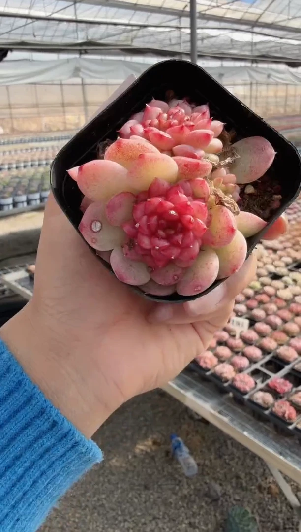 东云多肉园新款-65