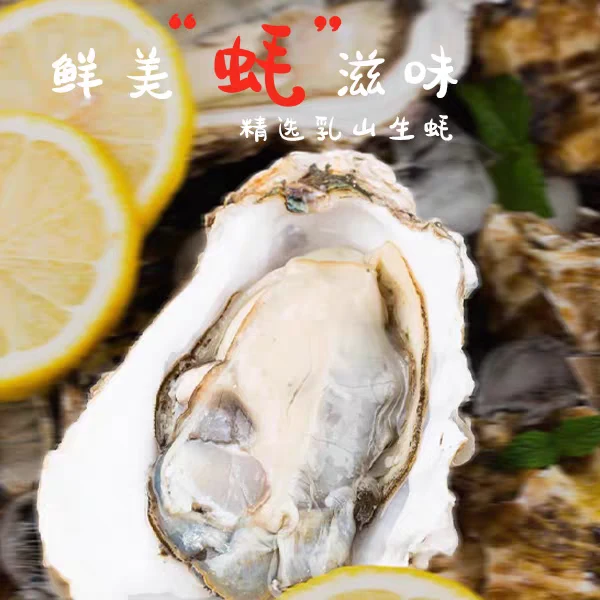 ［乳山生蚝]精品6+肥美（单只6两300克）