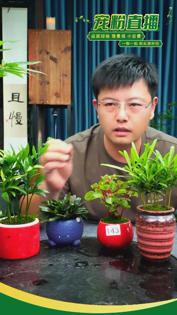 无花朵苏***?苔藓微景观143号