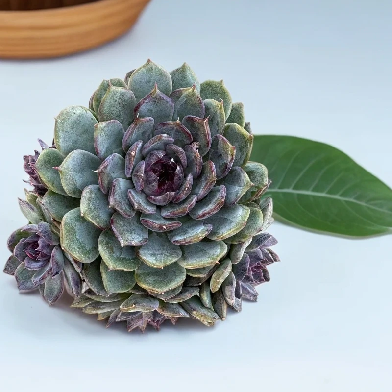 （满15包邮）蓝色妖姬（蓝莓 ）带盆土  多肉植物 以直播展示为准
