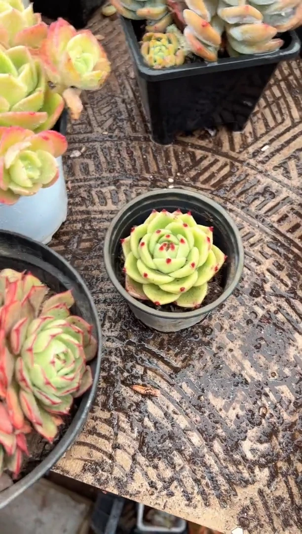 多肉植物一物一拍25437.438.439