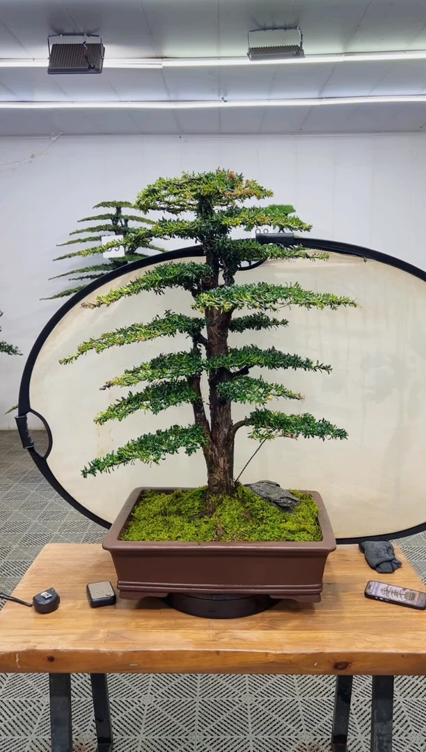 无花朵造型盆景一物一拍