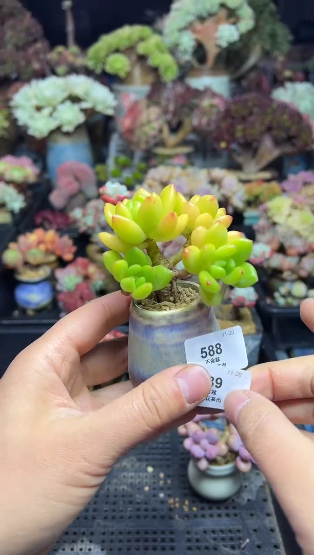 轻**扬589              花盆