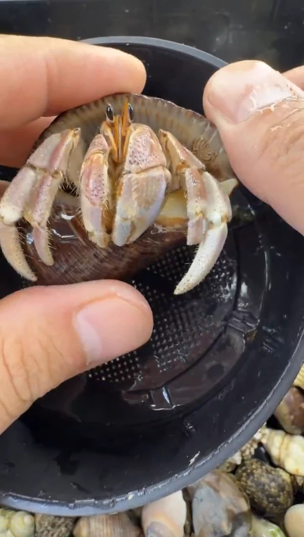 2.7口彩灰一只，不包全品