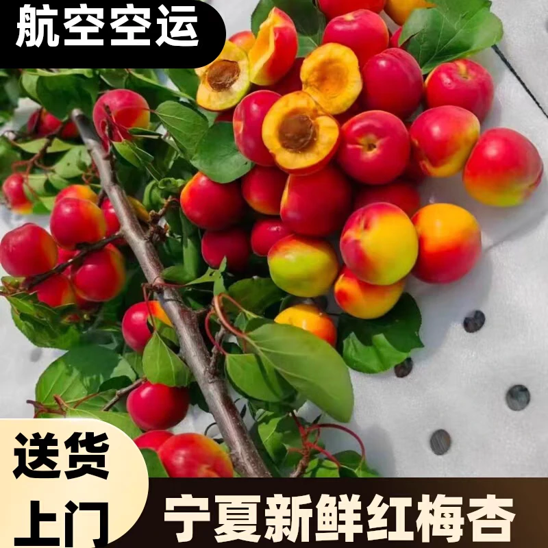 顺丰EMS空运宁夏固原正宗红梅杏头茬大棚新鲜杏子3斤5斤甜杏