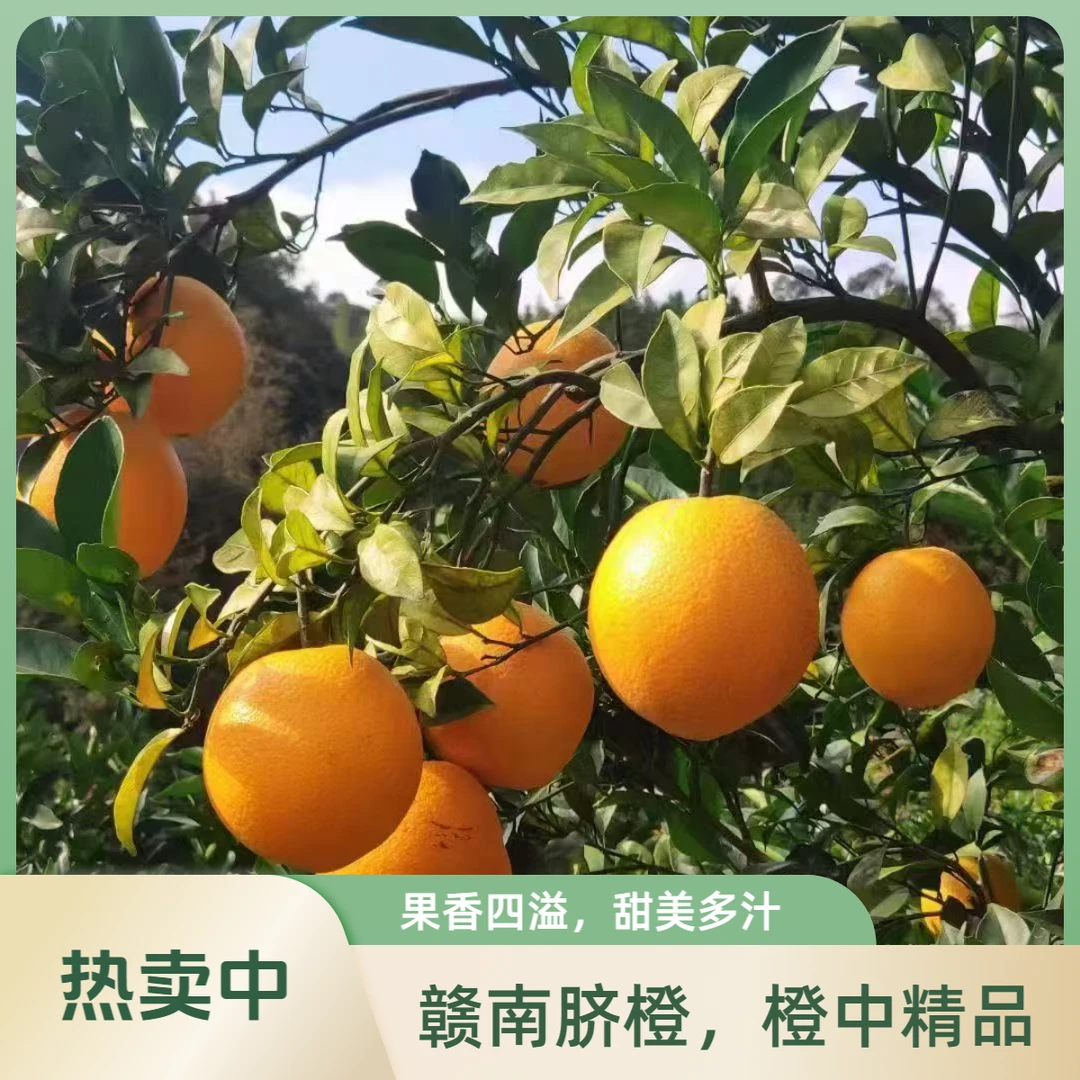 【现摘现发】正宗赣南脐橙新鲜水果现采现发包邮5斤装江西省