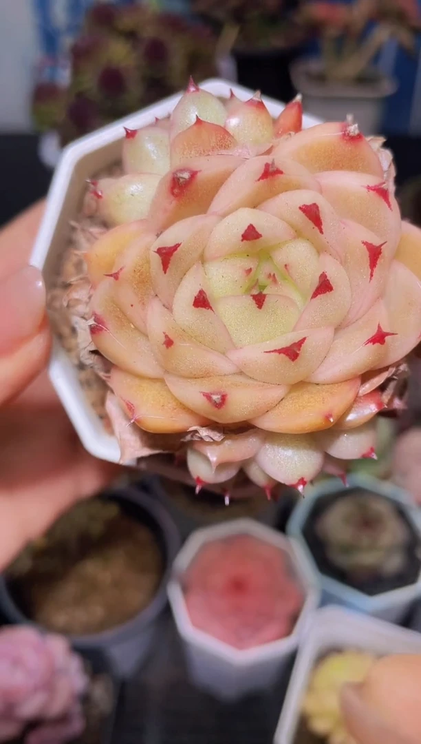 【闪购商品】354边线麦秆群生