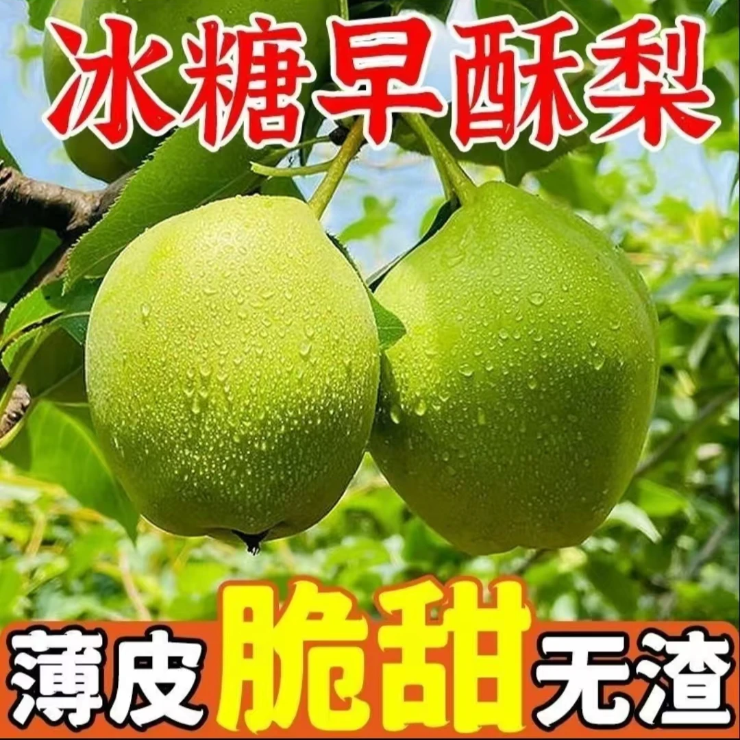 甘肃天水冰糖早酥梨苹果梨皮薄脆甜无渣新鲜采摘包邮