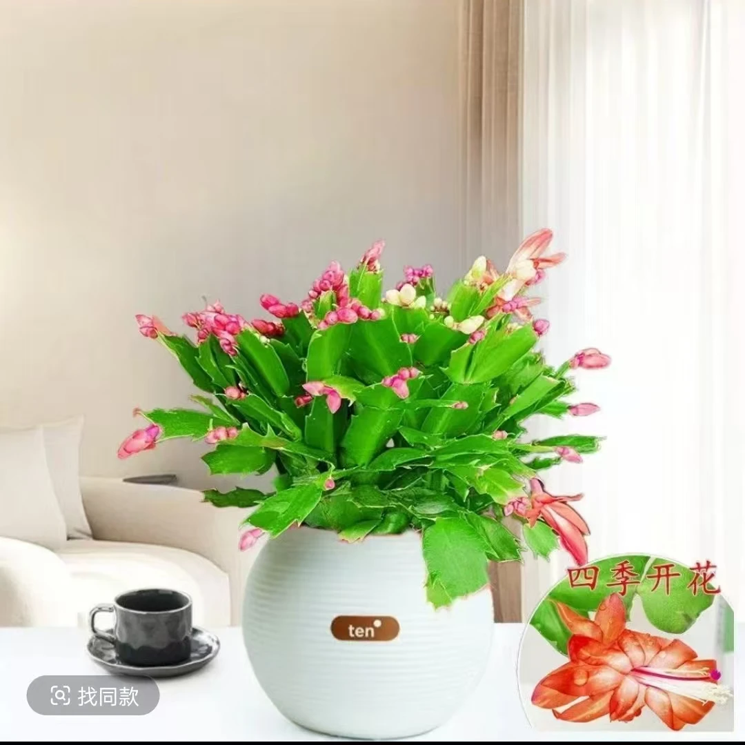 清仓处理中【带花苞】多色蟹爪兰大苗耐活四季开花好养