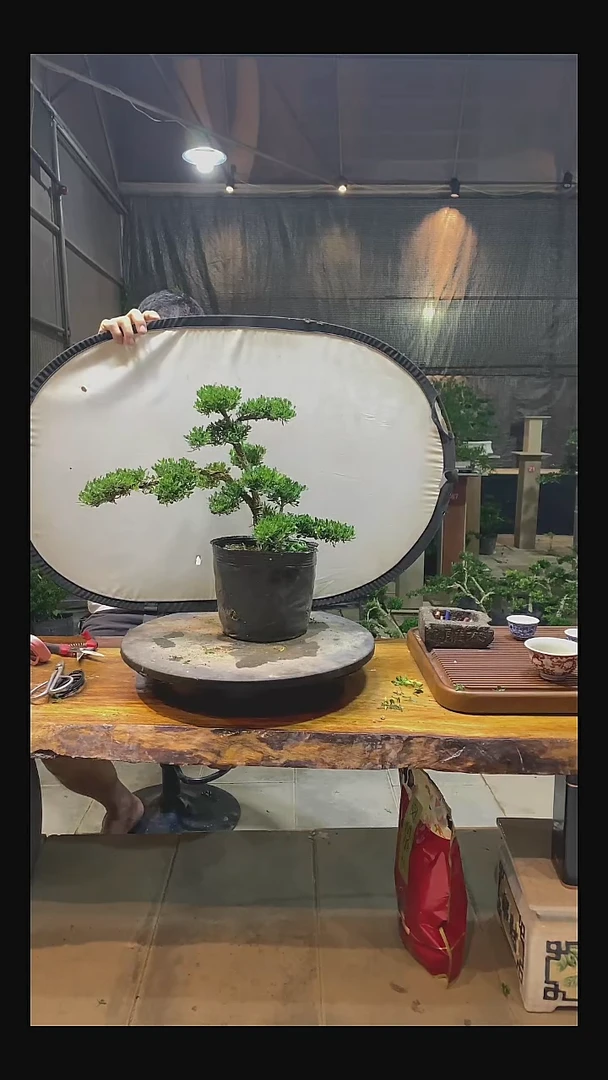 无花朵焱11111111111