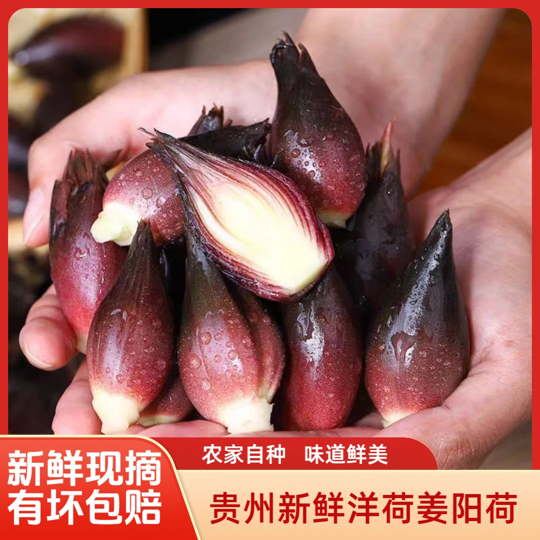 【顺丰包邮】贵州现摘新鲜洋荷姜带泥鲜嫩可凉拌的食用蔬菜新鲜阳荷