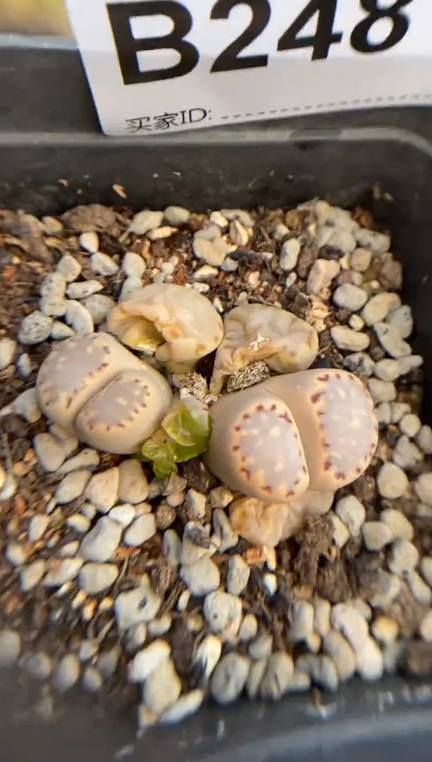 【闪购商品】2481直播一物一拍