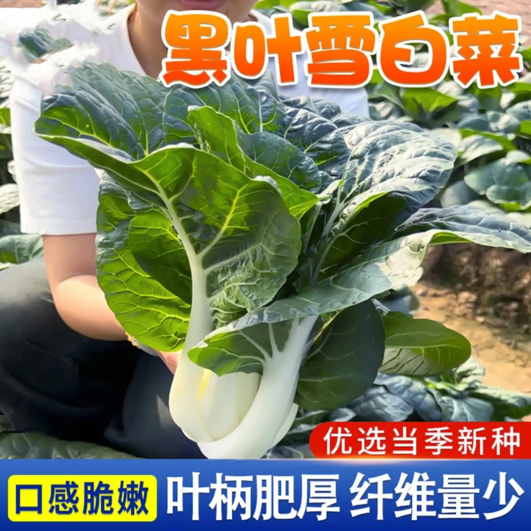 【黑叶雪白菜种子】黑叶雪白菜种籽大全四季种植lz