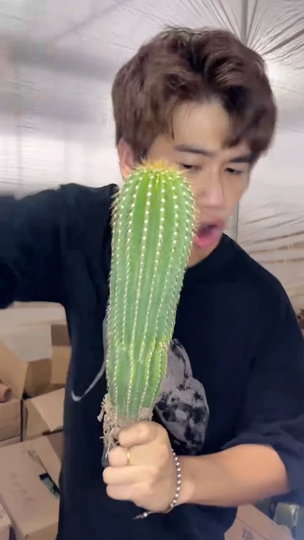 大单头 大风龙【带根】高14-20cm