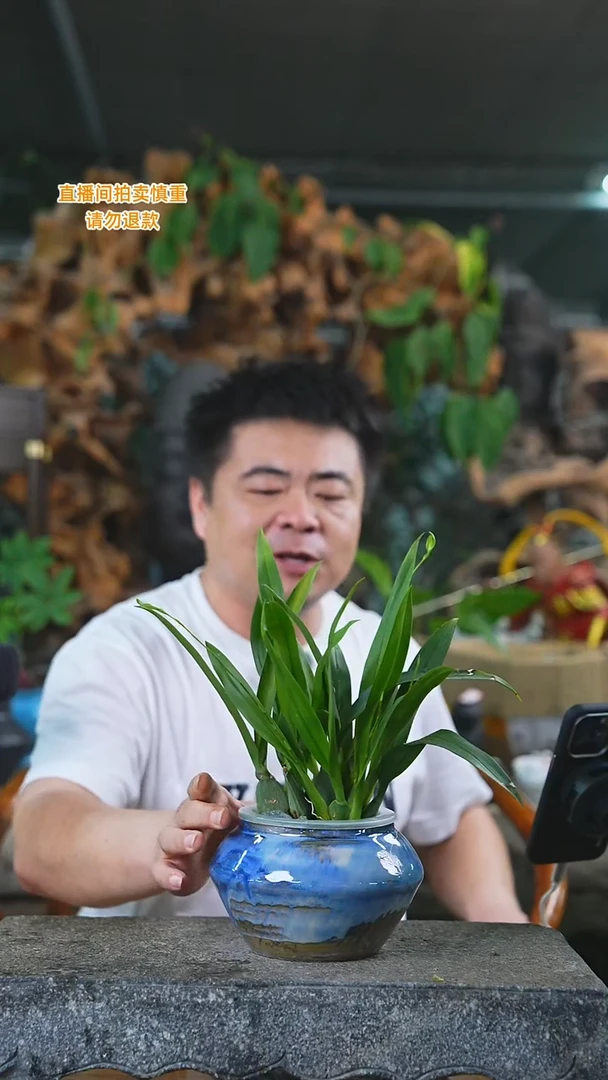 当前无花栽培后可以开花梦香兰瓷器瓶257T