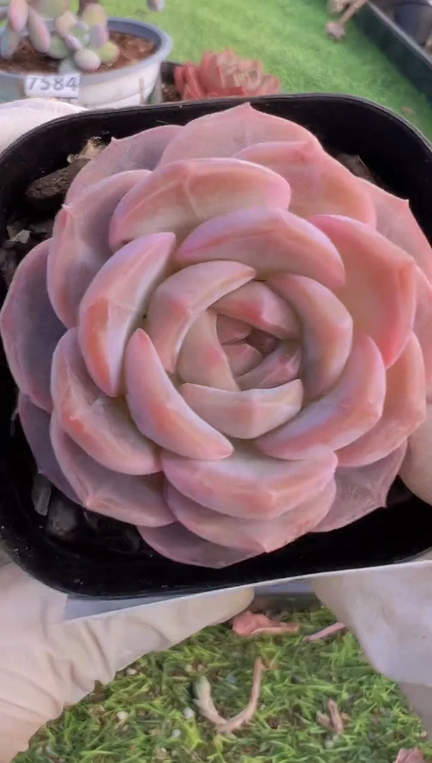 【闪购商品】信福多肉一物一拍