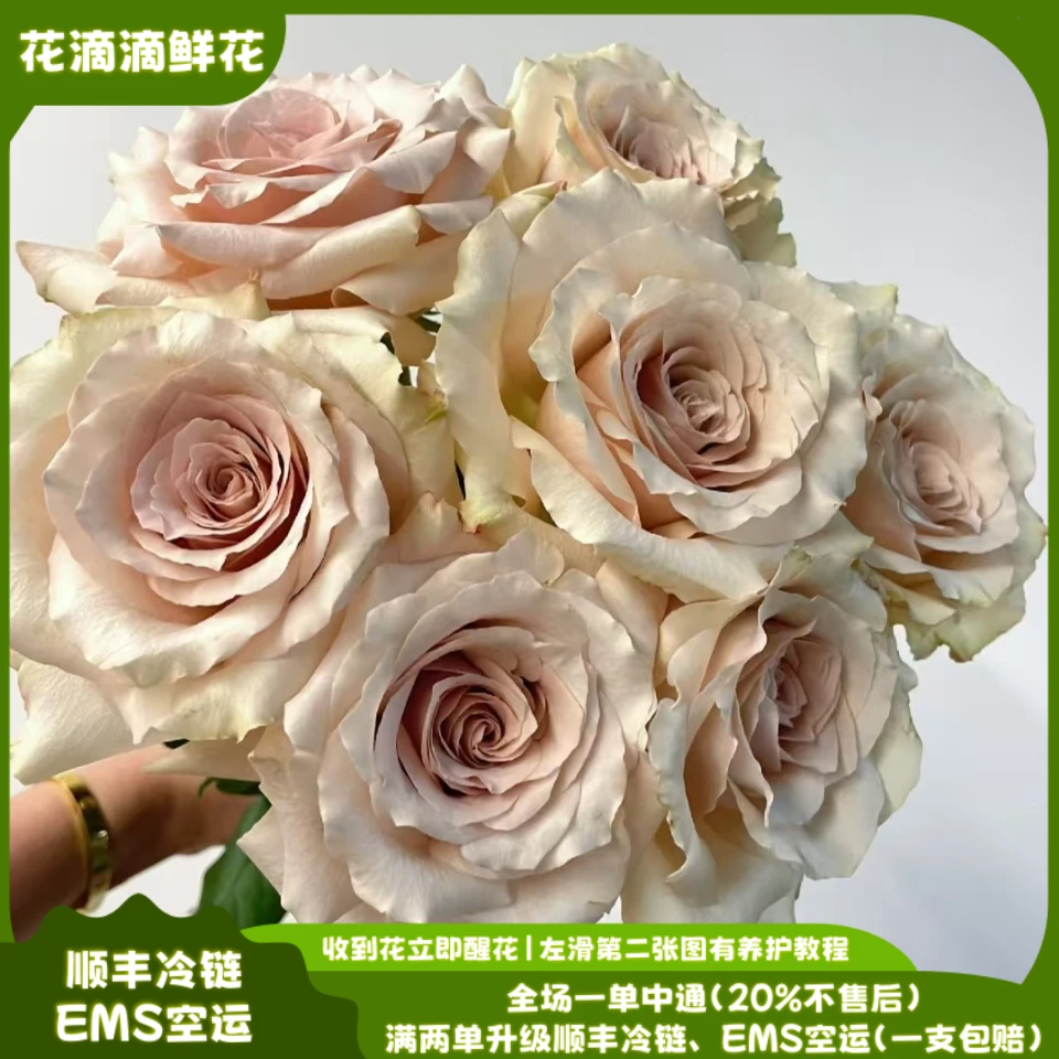 单头玫瑰流沙，云南鲜花基地直发