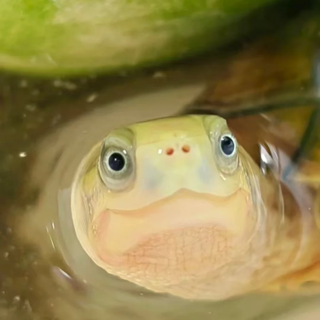 外塘冷水小青（5度以下请拍加温包否则不包售后）