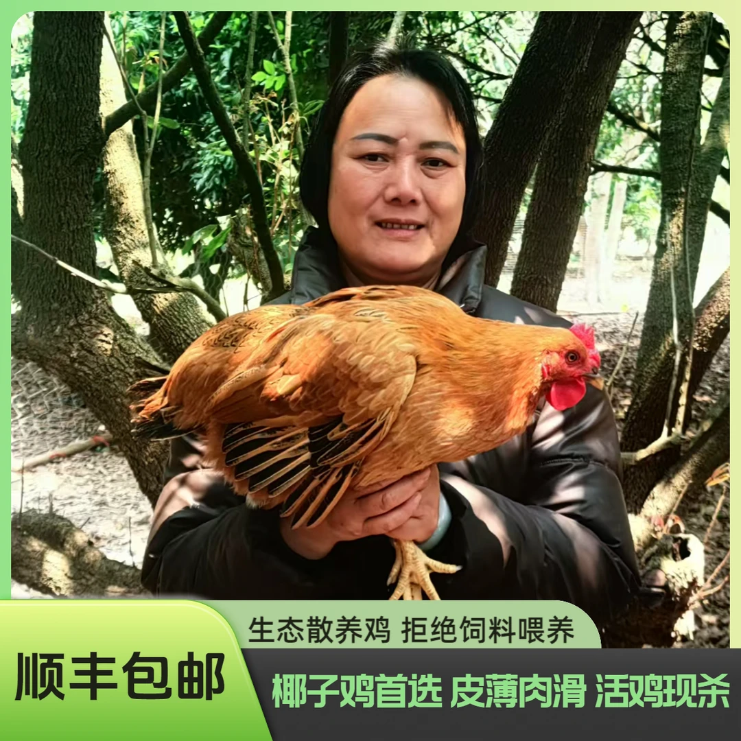 海南文昌鸡山林散养谷物喂养果园走地鸡