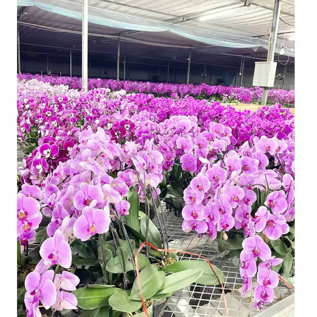 《花漫里》蝴蝶兰【随机各种各样蝴蝶兰】微瑕开花株发货