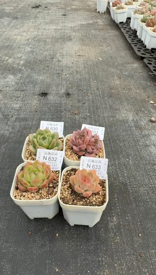 633N带盆土发(6.5cm杯） 当场拍3颗以上包柚 多肉植物 一物一拍