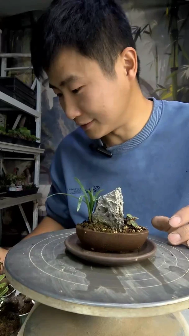 蓝*中青园艺一物一拍281