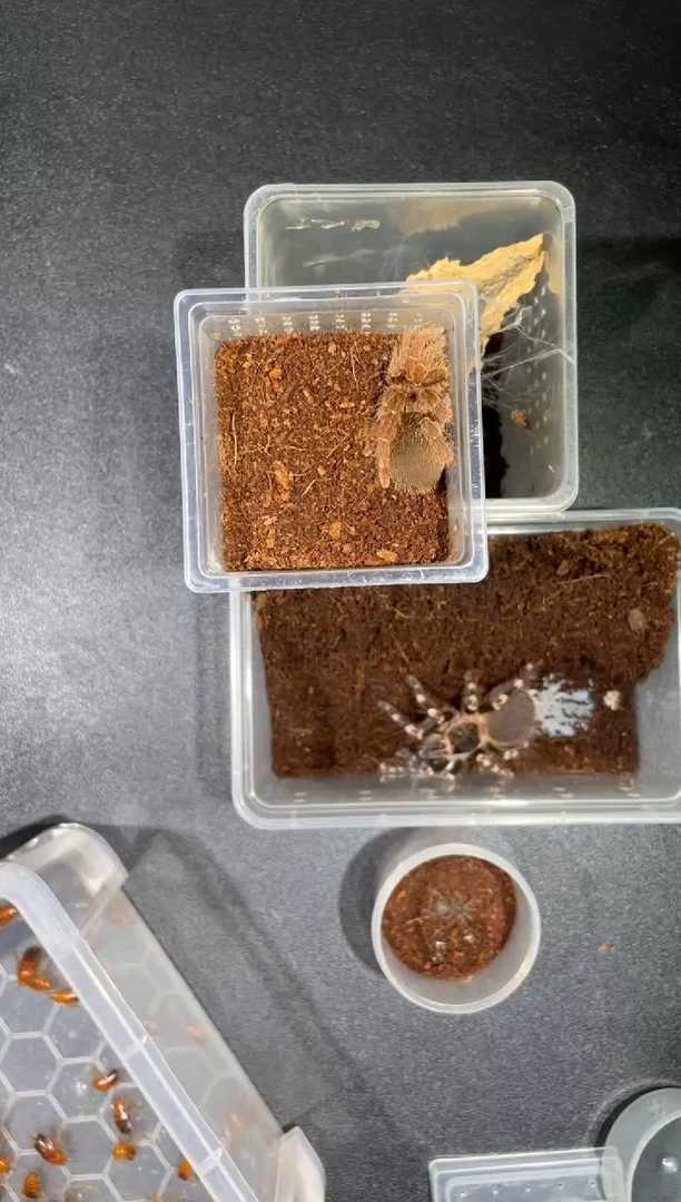 跳蛛皇帝巴布6cm公