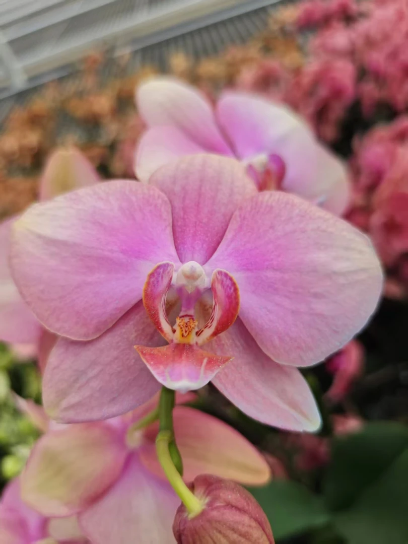 高品质粉色蝴蝶兰【梵高】带花剑带花苞四季开花室内好养盆栽