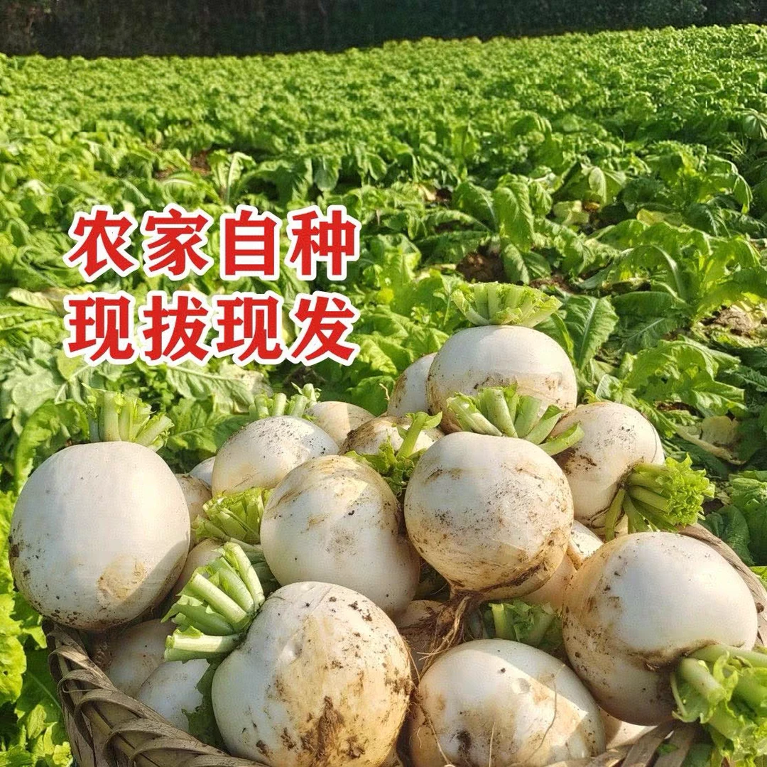 高山农家自种新鲜圆白萝卜汁多脆嫩清甜可口