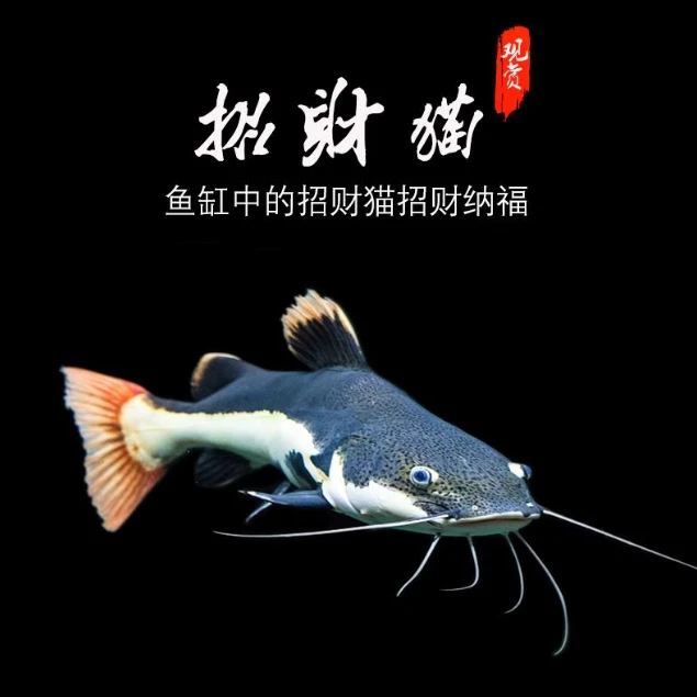 招财猫鱼风水鱼活体狗仔鲸底层混养配鱼热带观赏鱼龙鱼混养鱼